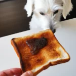 Can Dogs Eat Vegemite and Marmite? The Risks You Need To Know Can-dogs-have-marmite