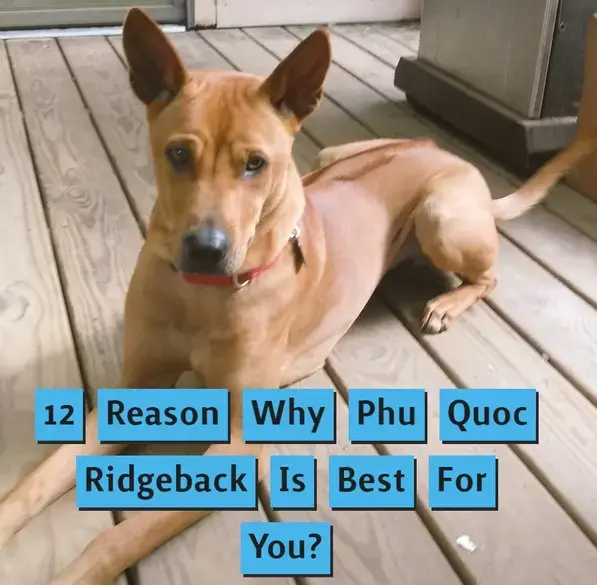 Phu Quoc Ridgeback dog