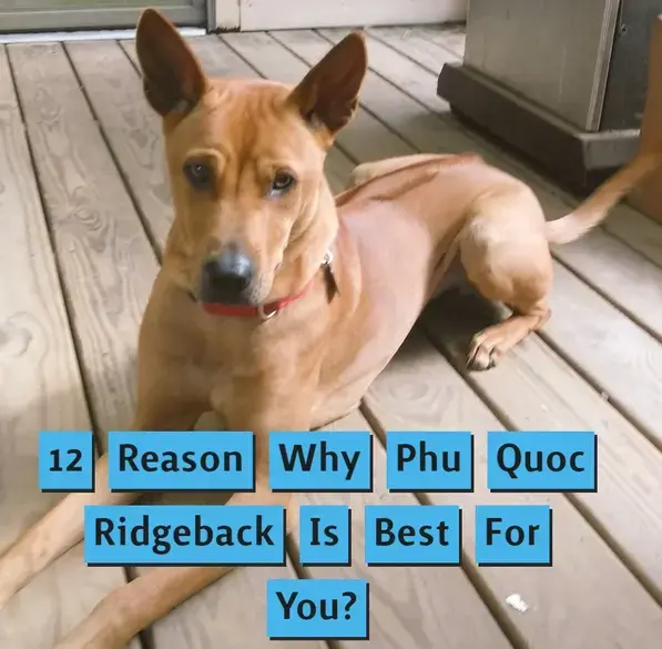 12 Reasons Why Phu Quoc Ridgeback Is Best Dog For You? Phu Quoc Ridgeback dog